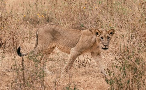 Day Trip Tarangire National Park