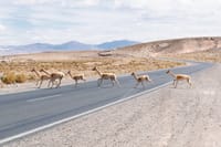 Salinas Grandes and Purmamarca Full Day Tour from Salta 6