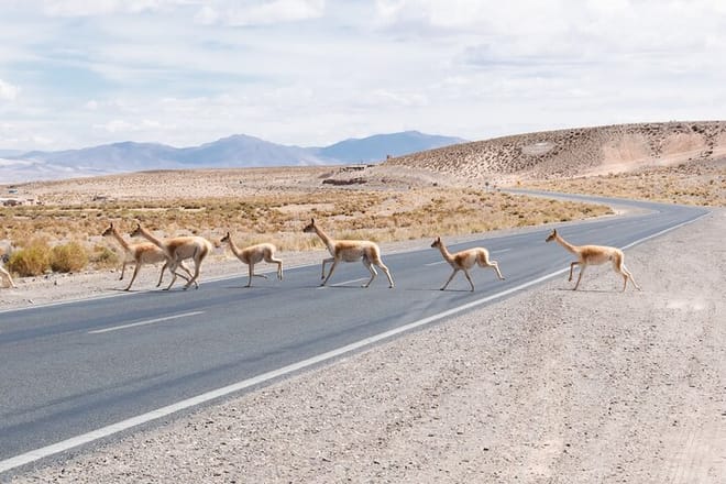 Salinas Grandes and Purmamarca Full Day Tour from Salta 6