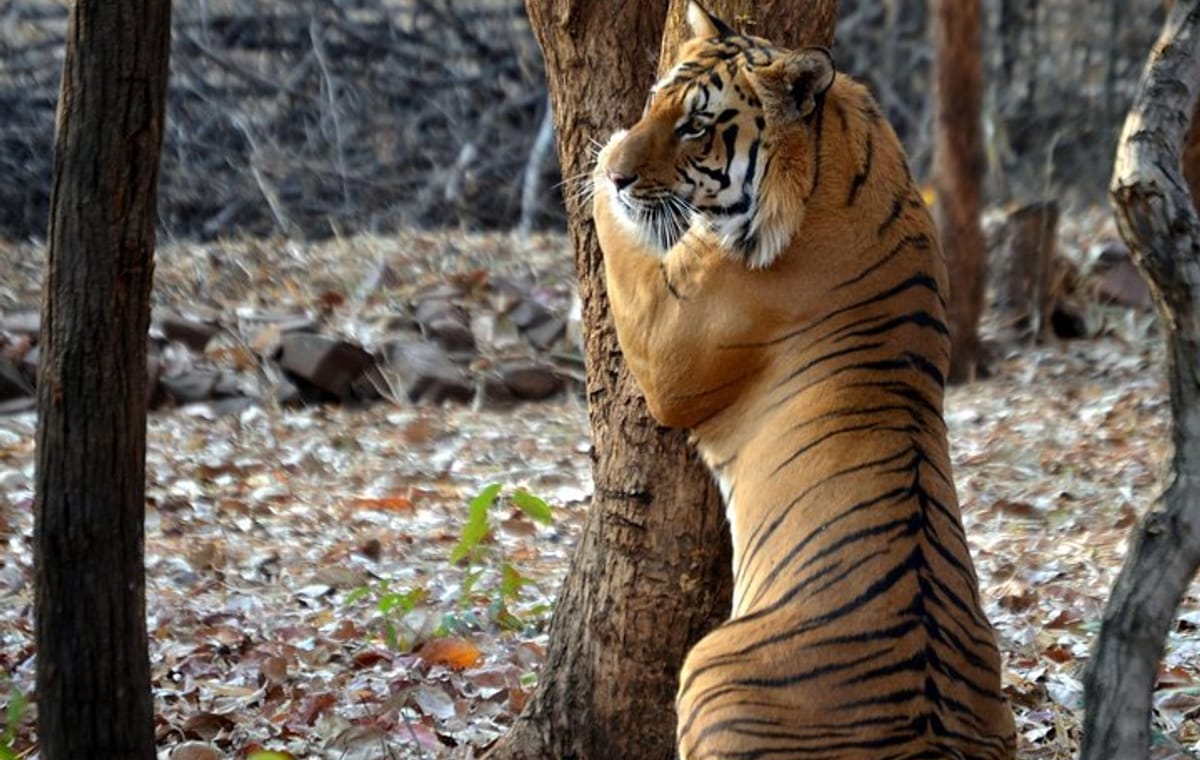 Nagpur to Pench & Satpura National Park, Tiger Safari Tour