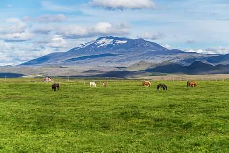 Icelandic horses with mountain at the distance on south shore of Iceland