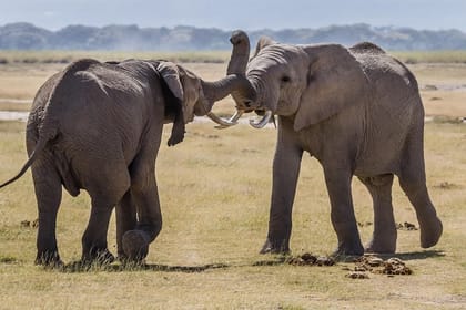 7days Breathtaking Kenya Safari