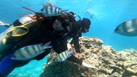 Premium Scuba Diving for Beginners, 2 Diving Stops & Lunch - Hurghada