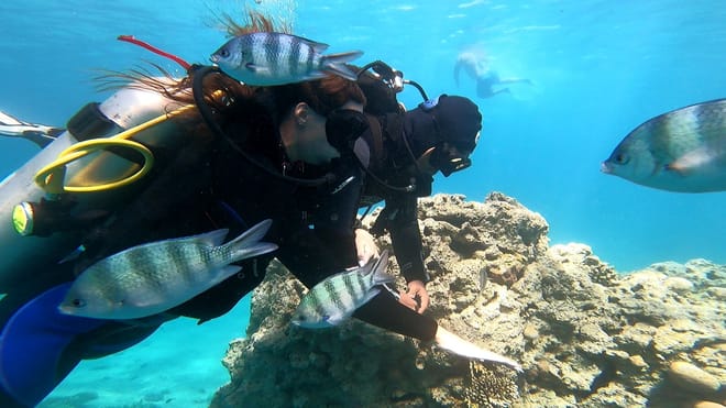 Premium Scuba Diving for Beginners, 2 Diving Stops & Lunch - Hurghada