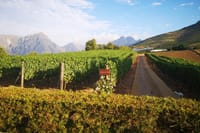 Delair Graff Vineyards