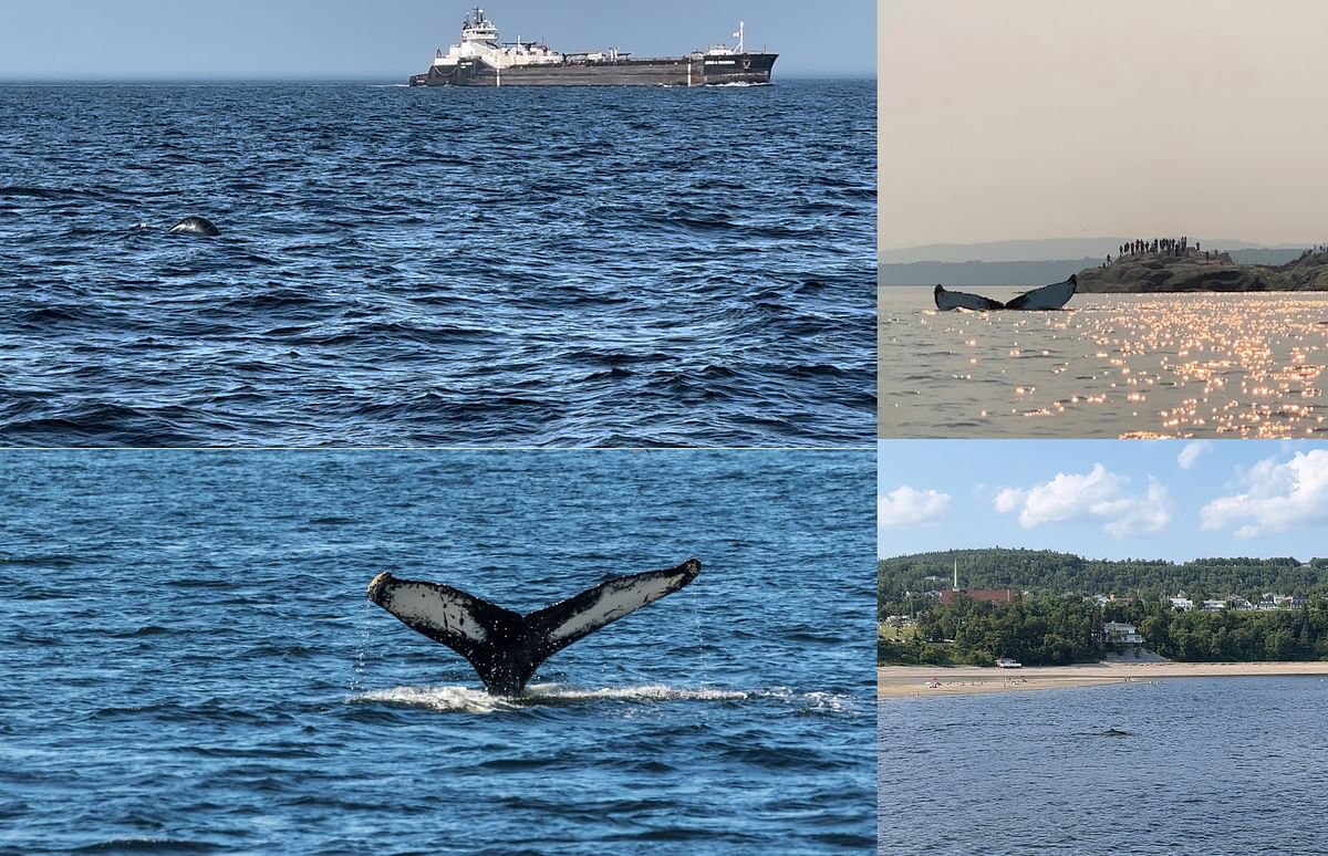 Quebec and Ontario RV Tour: Whale Watching, Culture & Scenic Adventures