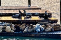San Francisco's Fisherman's Wharf Self Guided Walking Tour 9