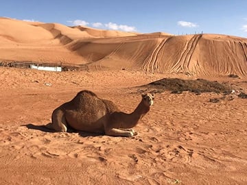 Private Day Trip to Sultan Qaboos Mosque and Wahiba Sands