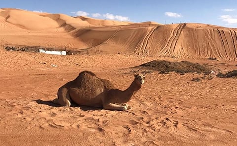 Private Day Trip to Sultan Qaboos Mosque and Wahiba Sands