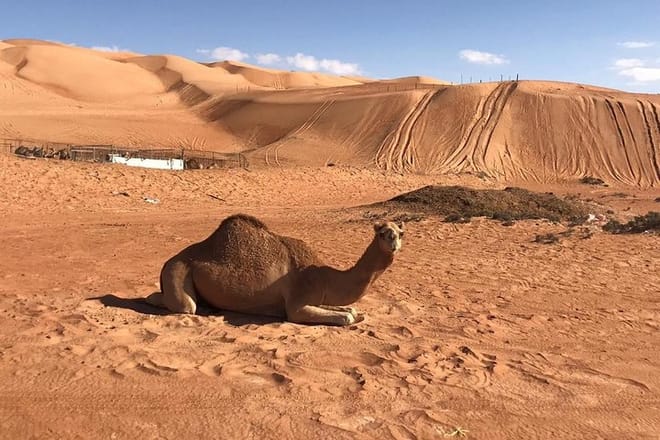 Private Day Trip to Grand Mosque & Wahiba Sands  10
