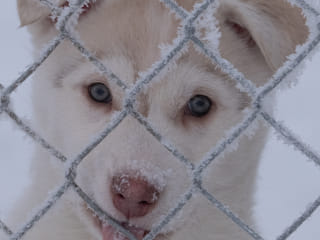Siberian Husky Dog Sledding, photo 24