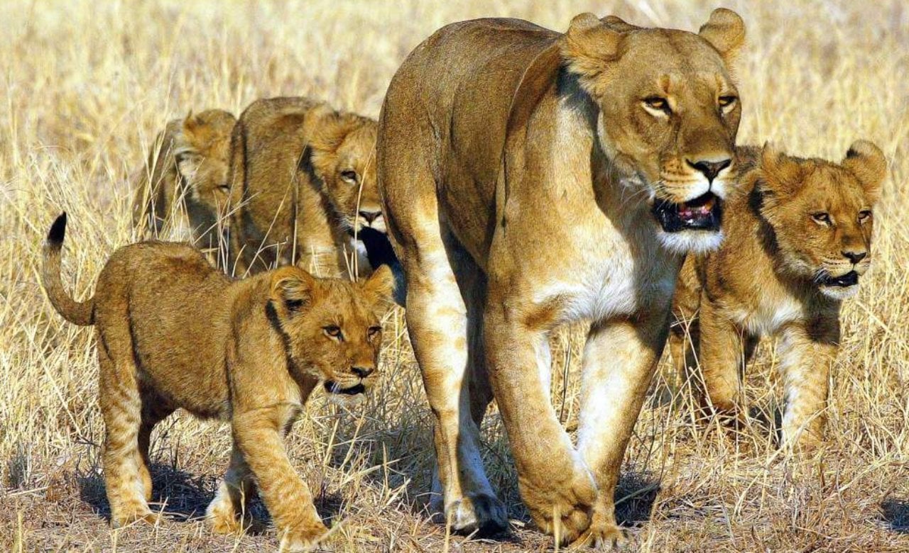 Chobe Day Trip - Chobe National Park (With Lunch Buffet) 4