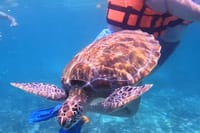The Tulum Sea Turtle and Rays 1.5 Hours Snorkel Experience 5