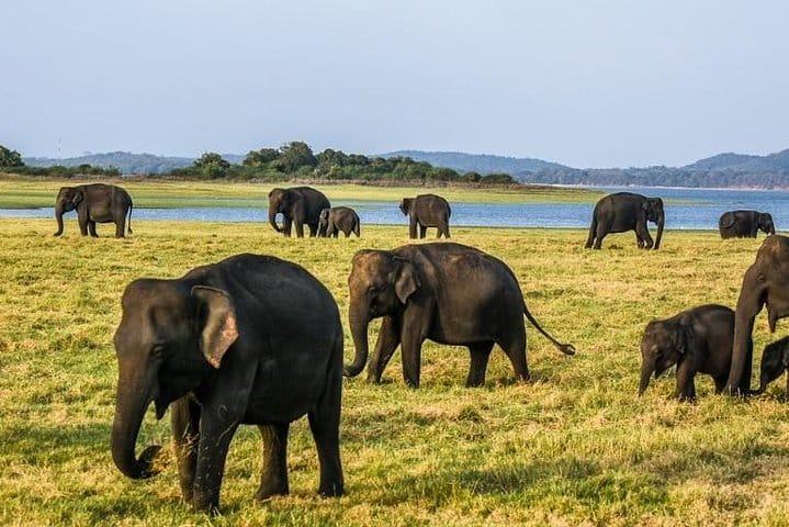 The Tea Hubs of Srilanka