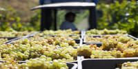 Apperitif Winery Experience - Wine Tasting Tour 7