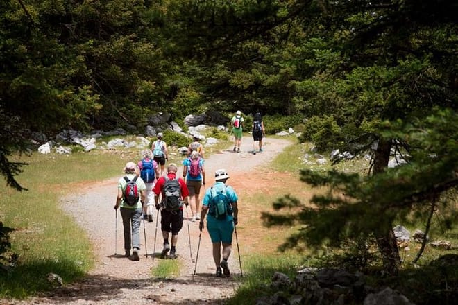 Hikers on a fir forest