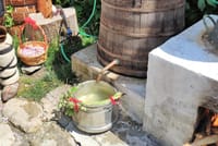 Picking Roses Workshop with Extracting Rose Oil in the Gardens of Karlovo