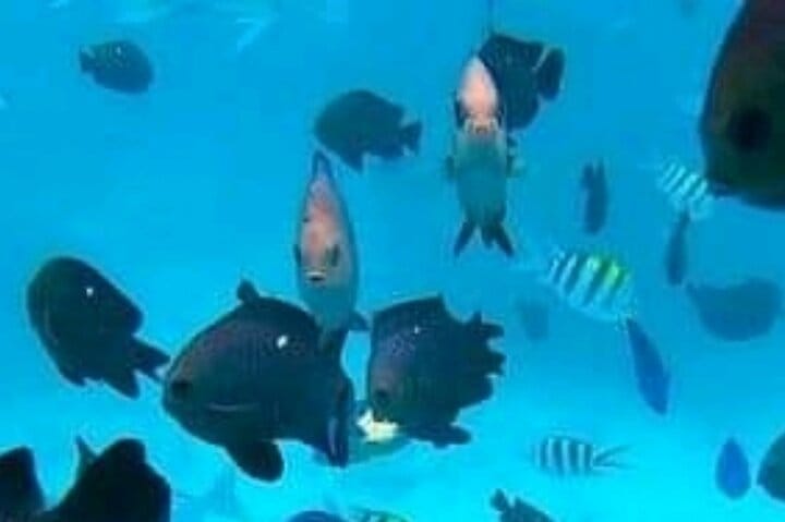 Mikumi National Park Safari Day Trip from Zanzibar