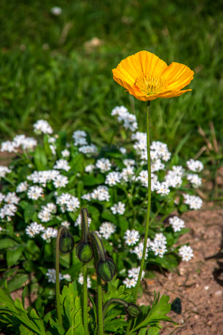 Stroll in the Jardin des Plantes (Botanical Garden) 6
