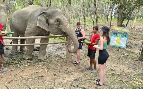 From Phuket to Khao Lak Elephant Sanctuary Tour with Waterfall and Lunch