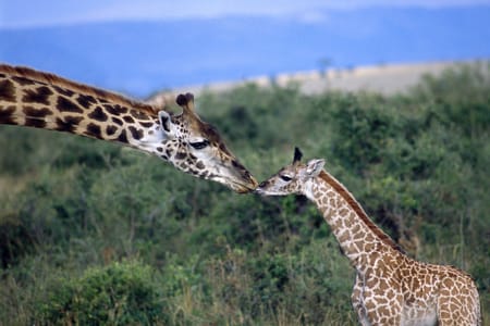 Nairobi Highlights: Giraffe Center, Elephant Orphanage & Karen Blixen Museum Tour