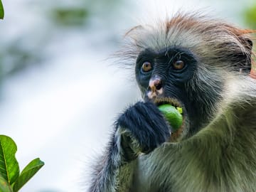 Discover Zanzibar Island’s Living Wonders – Nature, Wildlife & Adventure