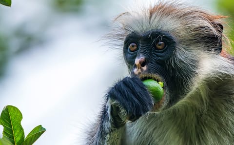 Discover Zanzibar Island’s Living Wonders – Nature, Wildlife & Adventure