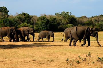 Sigiriya & Minneriya Safari Tour from Dambulla
