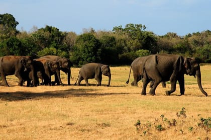 Sigiriya & Minneriya Safari Tour from Dambulla