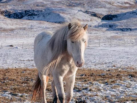 Private! Majestic Iceland: Goðafoss Waterfall, Holiday Magic and Horseback Bliss, photo 5