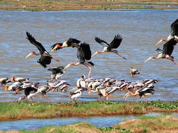 Full Day Safari at Kumana National Park from Arugam Bay
