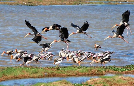 Kumana National Park Full Day Safari from Arugam Bay