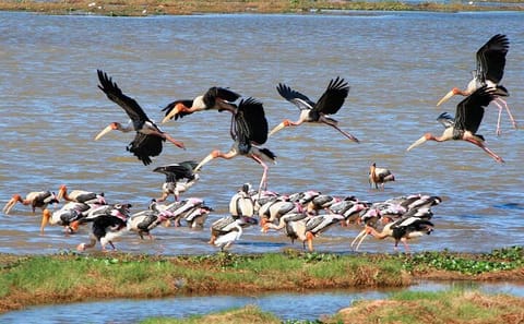 Full Day Safari at Kumana National Park from Arugam Bay