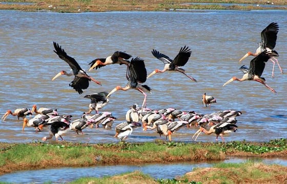 Kumana National Park Full Day Safari from Arugam Bay
