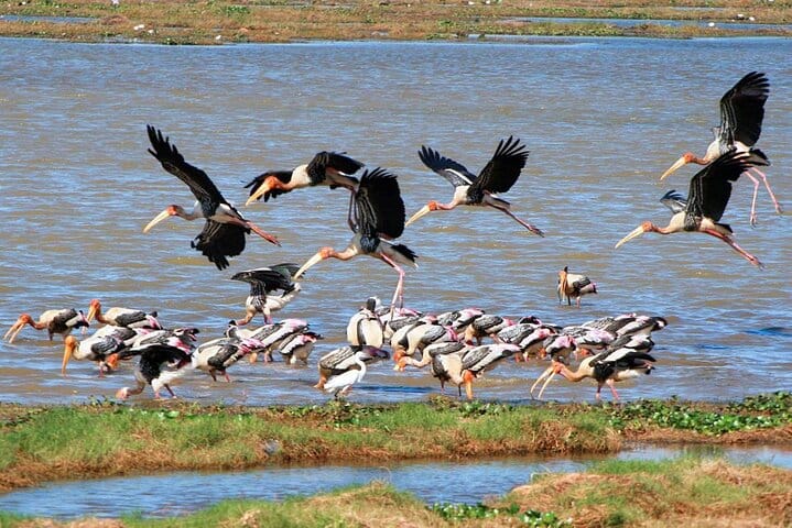 Kumana National Park Full Day Safari from Arugam Bay 2