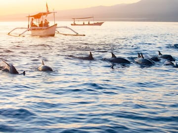 Experience the magic of dolphins dancing at sunrise on Lovina Beach.