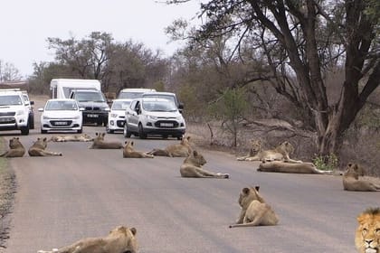 Half-Day Nairobi National Park Game Drive Guided Tour With Pick Up