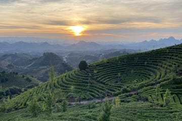 Half-Day Tour of the Largest Tea Plantation and Xianggong Hill