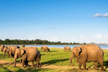 Udawalawe Safari Tour from Colombo