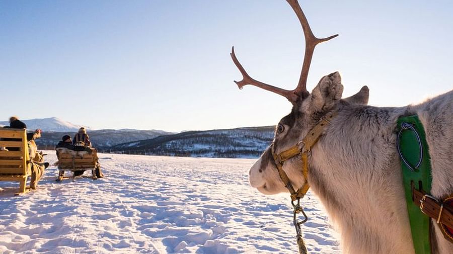 Arctic Animals Combo Safari tour with Nordic Adventures - Visit Rovaniemi