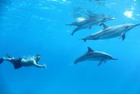 Swim With Dolphin By small-group Speedboat &amp; Transfer - Hurghada