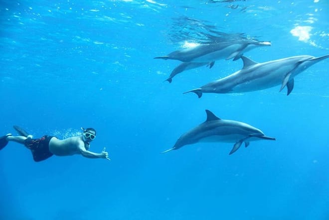 Swim With Dolphin By small-group Speedboat &amp; Transfer - Hurghada