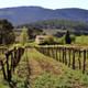 Penedes Vineyards