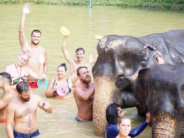 From Bangkok: Pattaya Ethical Elephant Jungle  Sanctuary Day Trip