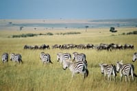 Zebras in the beautiful Mara