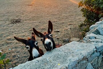 Private 3-Hour Cultural Tour of Mykonos Island
