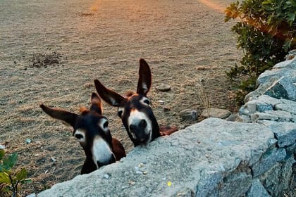 Private Tour: 3 Hours Mykonos Island Tour