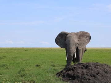 a big tusker