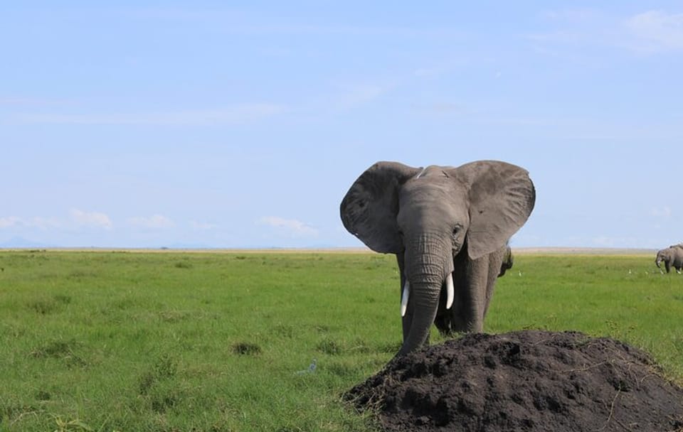 2-Day Private Safari to Amboseli National Park