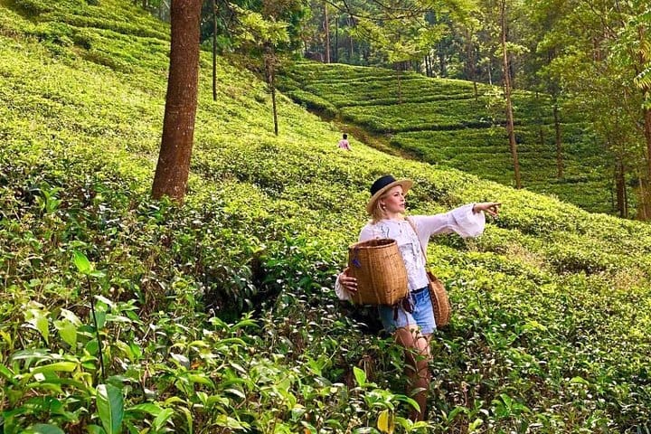 Tea Plucking & Tea Factory Tour